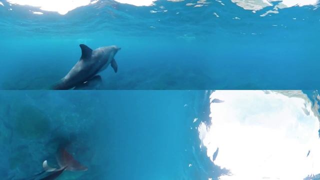 TAMA & SHIMA 360° VR ANIMAL VIEW_Indo-Pacific Bottlenose Dolphin смотреть онлайн