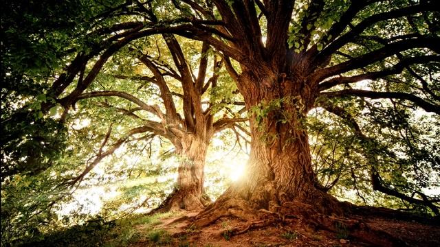 Соединение с ЧИСТОЙ энергией рода отца и матери, получение силы рода. Медитативная практика смотреть онлайн