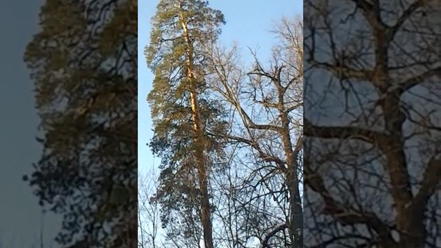Реликтовые Сосны смотреть онлайн