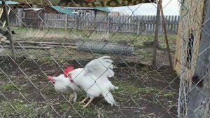 Как подсадить молодого петуха в курятник? Самый простой способ