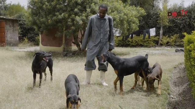 How we take care of our Doberman Pinscher. Blackcanine Kenya(Dog Tv Kenya episode 27) смотреть онлайн