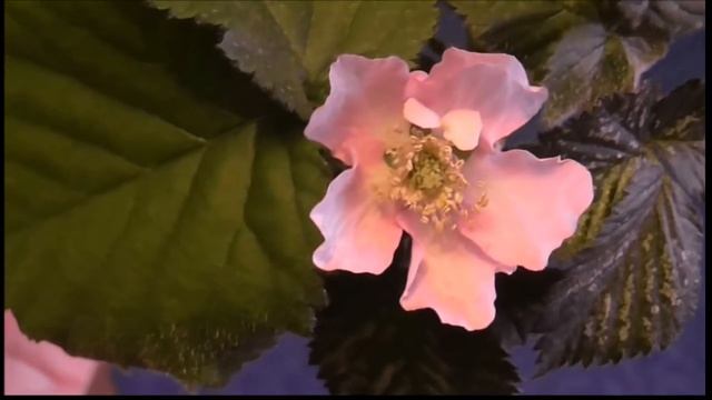 Цветёт Осейдж! смотреть онлайн