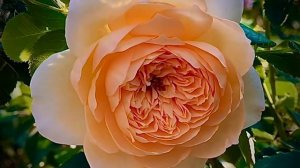 Bathsheba Climbing Rose | David Austin