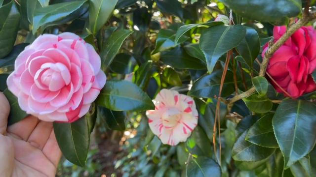Tri Color Camellia