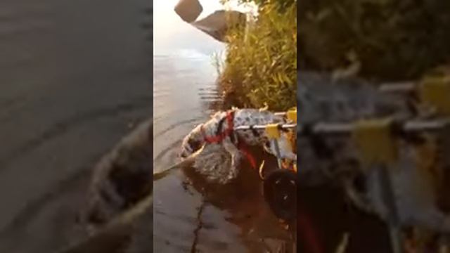 Парди.первая прогулка
