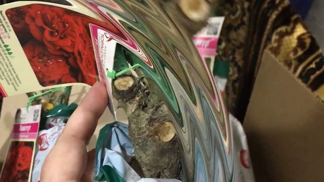 Розы Лаваглут и Шарль Азнавур! Посадка роз в феврале. смотреть онлайн