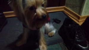 Стрижка щенка йорка. С какого возраста нужно стричь?