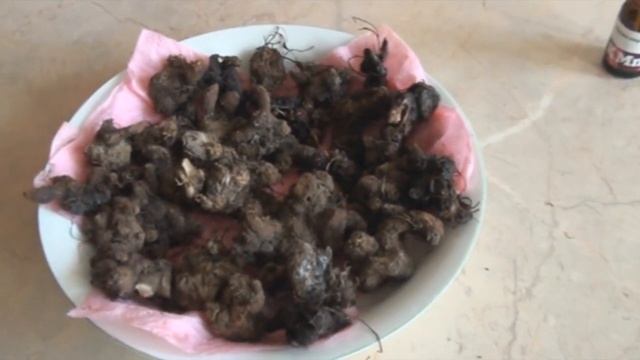 АНЕМОНЫ-цветы красоты и нежности. Весь процесс ухода за ними. смотреть онлайн