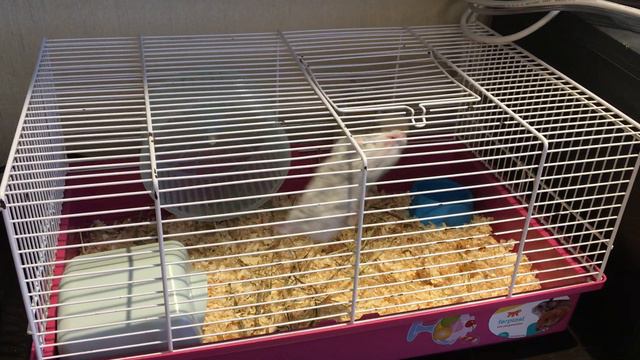 Хомяк. Джунгарик. Трюки. смотреть онлайн