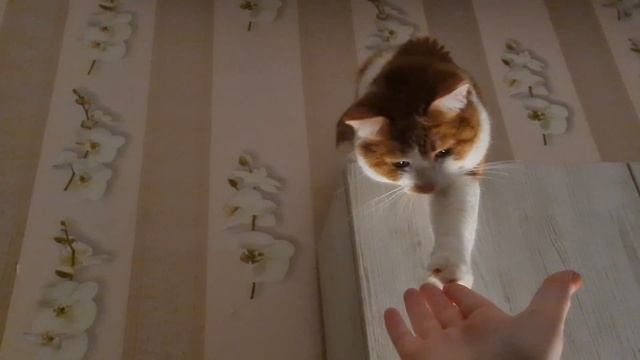 #марияю #cat #kitty Кот встречает хозяина. Добрый кот смотреть онлайн