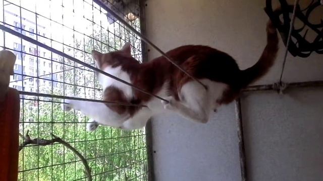 КОТ акробат.Опасный трюк😾 Смелый Московский Хорошевский Кот 🐱#кот#смешно#котики смотреть онлайн