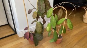 Обзор Hoya sp. Lata Iskandar A и сравнение с клоном B