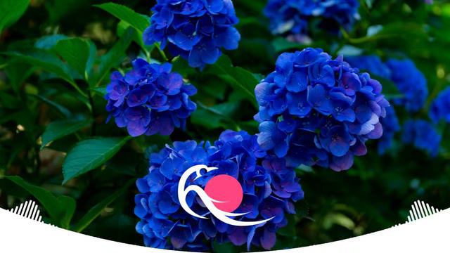 Bellizzi - Blue Hydrangeas смотреть онлайн