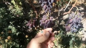 виноград Барин. август 2021г.