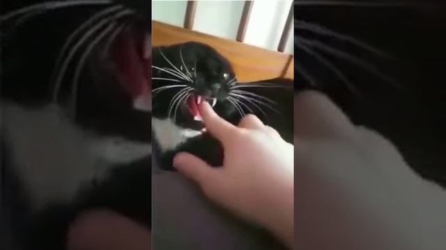 Как успокоить кота смотреть онлайн
