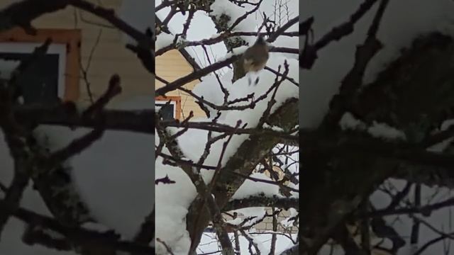 Хохлатая синица / Crested tit смотреть онлайн