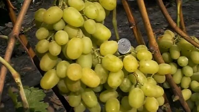 Надежда Аксайская смотреть онлайн