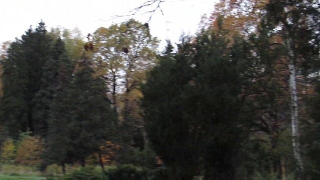 Осеннее умиротворение леса смотреть онлайн