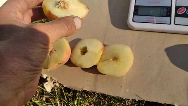 Інжирний персик Сатурн. Урожай 2022. смотреть онлайн