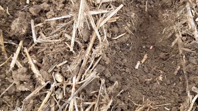 Выращивание пшеницы. No-till 14.09.2018. Посев пшеницы , сорт " Нива Одесская" смотреть онлайн