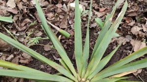 Уход за юккой нитчатой после зимы