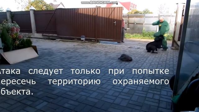 ДЯДЯ ПРИШЁЛ ПОЛКА ДРАЗНИТЬ СОБАКА? смотреть онлайн