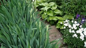 БОРДЮРЫ И ПЕРЕДНИЙ ПЛАН ЦВЕТНИКА.Выбор неприхотливых растений.Мой опыт и ответы на вопросы.