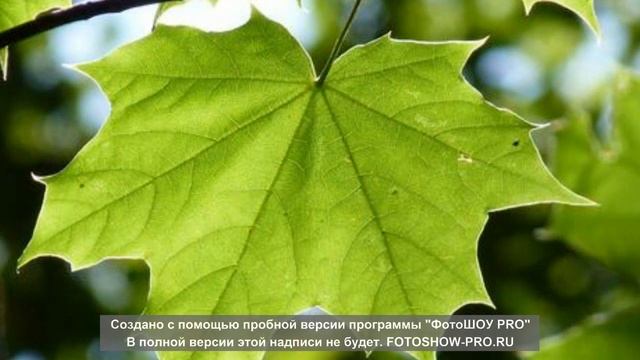 ЛИСТЬЯ. смотреть онлайн