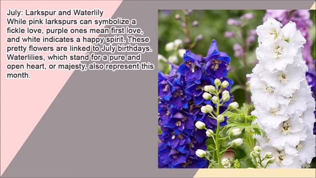 Birth Month Flowers смотреть онлайн