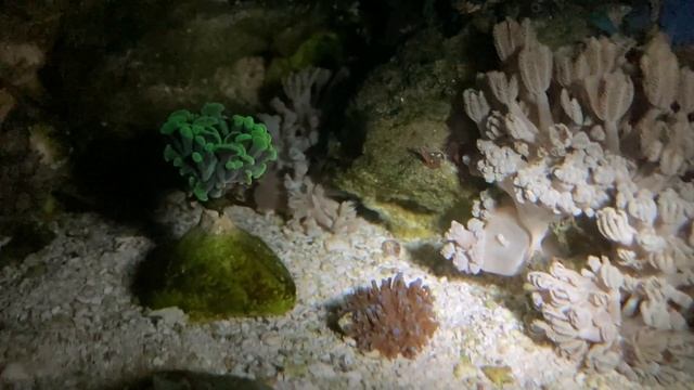 В моем морском аквариуме размножились улитка Трохус(Trochus) и огненные черви. смотреть онлайн