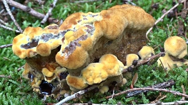 Phaeolus schweinitzii (Fr.) Pat. čes. hnědák Schweinitzův смотреть онлайн