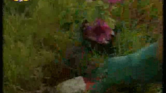 Petounia.mp4 смотреть онлайн