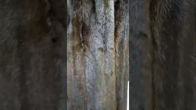 Классика норковая шуба смотреть онлайн