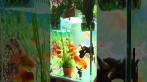 Нерест золотых рыбок в аквариуме. Отличия самца от самочки