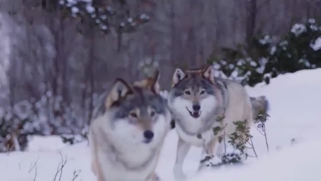 Можно ли приручить волков смотреть онлайн