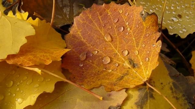 Список детских песен Листопад смотреть онлайн