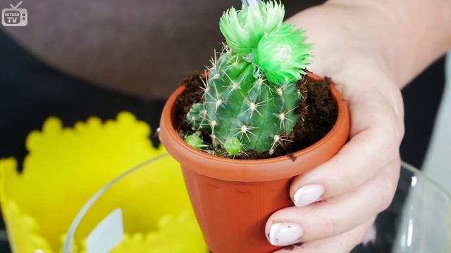 КАКТУС ? Как пересадить комнатные растения? ? Мастер класс HitsadTV смотреть онлайн