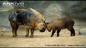 Такин животное  часть   5