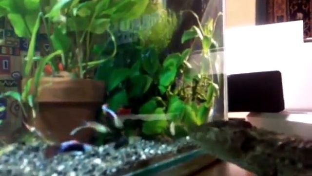 Chamaeleolis смотреть онлайн