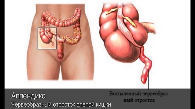 Аппендикс. Толковый Видеословарь русского языка смотреть онлайн