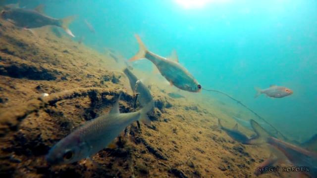 БОИТСЯ ЛИ РЫБА ШУМА ОТ ЛЕДОБУРА Подводная съемка ПЛОТВА смотреть онлайн