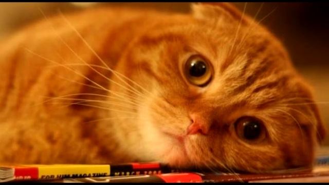 КАК ИЗБАВИТЬСЯ ОТ НАВЯЗЧИВОЙ МЕЛОДИИ В ГОЛОВЕ?! (проверенные способы) смотреть онлайн