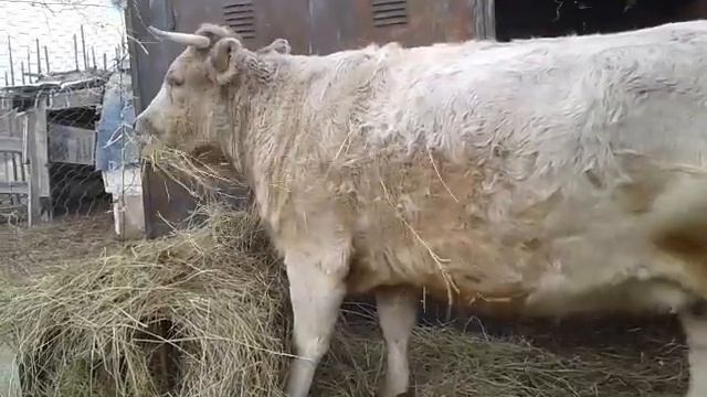 Обзор коровы Милки 7 мес.покрытия.? смотреть онлайн