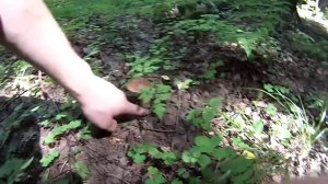 Что можно кушать летом в Лесу. Экстремальная кухня. Еда в Лесу. Часть 1