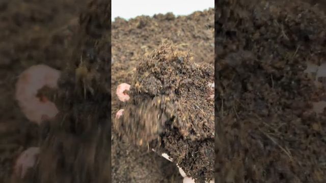 Выращиваю рассаду в кокосе! #сад #огород #дача #семьсемян смотреть онлайн