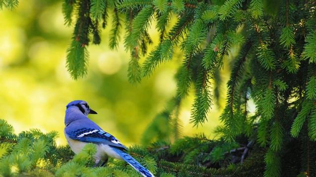 Neptune Dreams 8 prof Miki смотреть онлайн