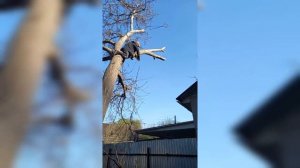 Как правильно спилить большое дерево возле частного дома ...