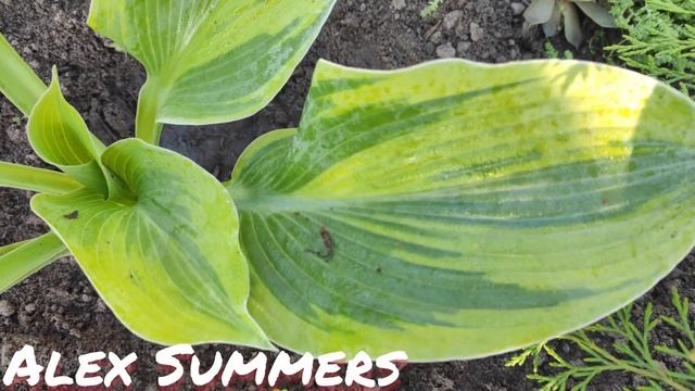 Хоста Alex Summers смотреть онлайн