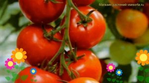 Томат обыкновенный Благовест. Краткий обзор, описание характеристик, где купить саженцы Blagovest