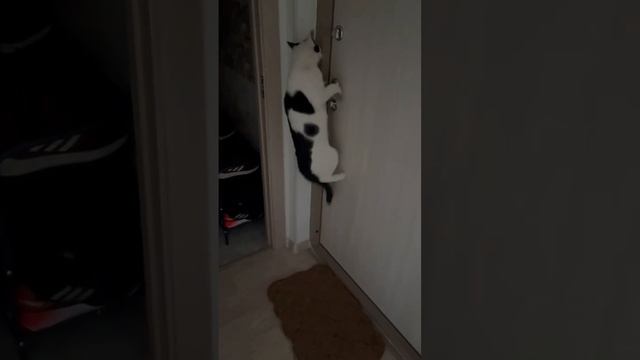 Маркиз решил уйти из дома смотреть онлайн